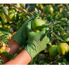 Guante H580MG GARDEN JUBA